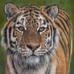 Curly by Valerie Simms - Original Drawing on Mounted Paper sized 20x20 inches. Available from Whitewall Galleries